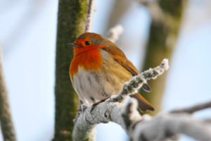 Robin in Snow